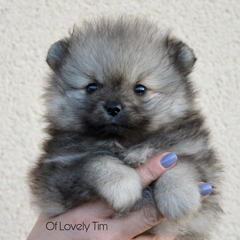 Chiot spitz nain - Elevage Of Lovely Tim
